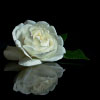 White Rose Reflected.jpg. Keywords: Andy Morley;???????????????????????????????????????????????????????